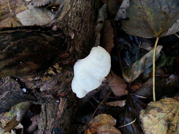 A rare white oyster mushroom