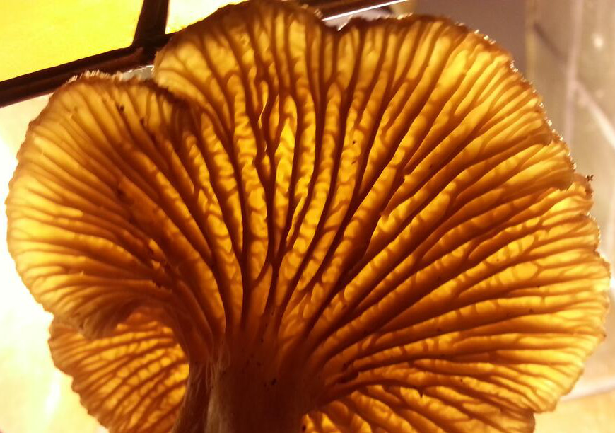 A trumpet chanterelle